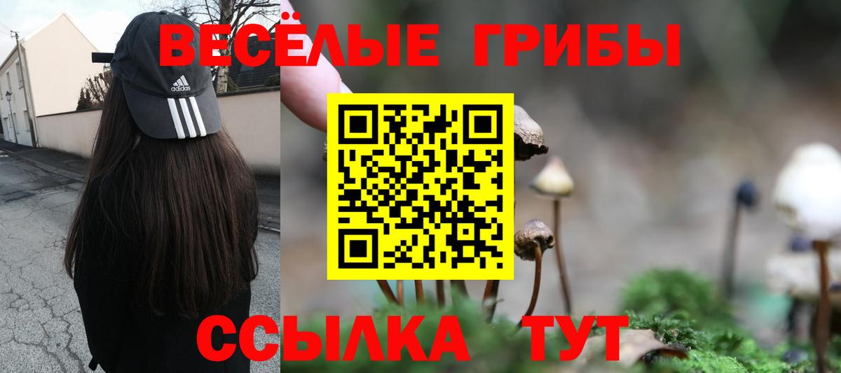 Тара  Галлюциногенные грибы Psilocybine cubensis  Вход с VPN 